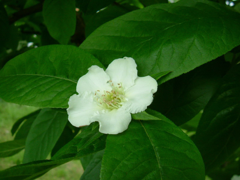 Nespolo - Mespilus germanica